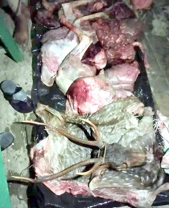 সাতক্ষীরায় ৪০ কেজি হরিণের মাংস জব্দ